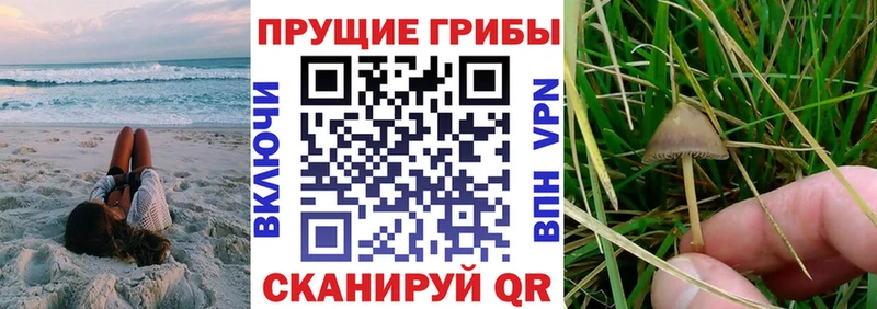Купить  Славянск-на-Кубани  Псилоцибиновые грибы прущие грибы 